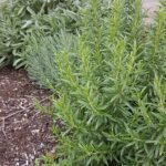 Rosemary Salve