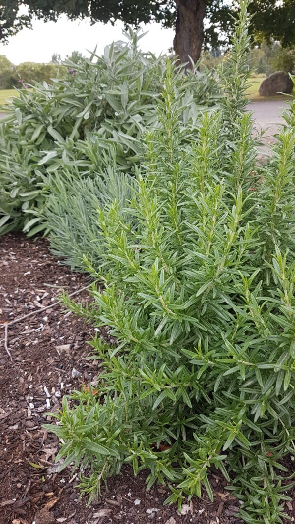 Rosemary Salve