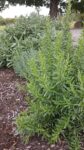 Rosemary Salve