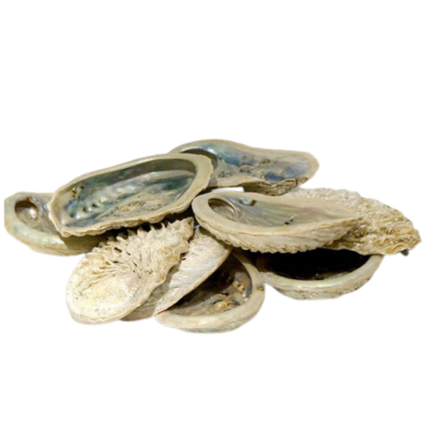 Small Abalone Shell