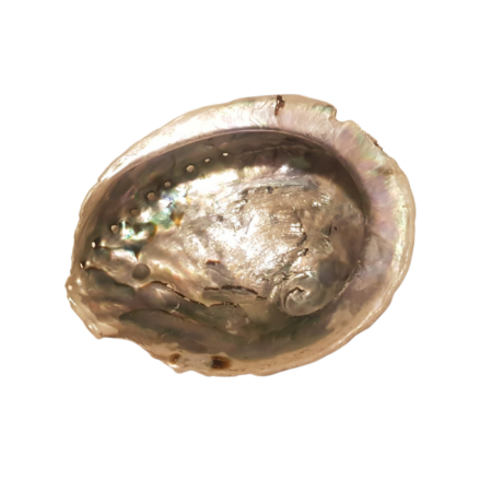 Large Abalone Shell