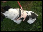 Leather Dog Harness