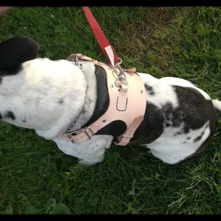 Leather Dog Harness