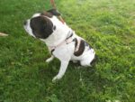 Leather Dog Harness