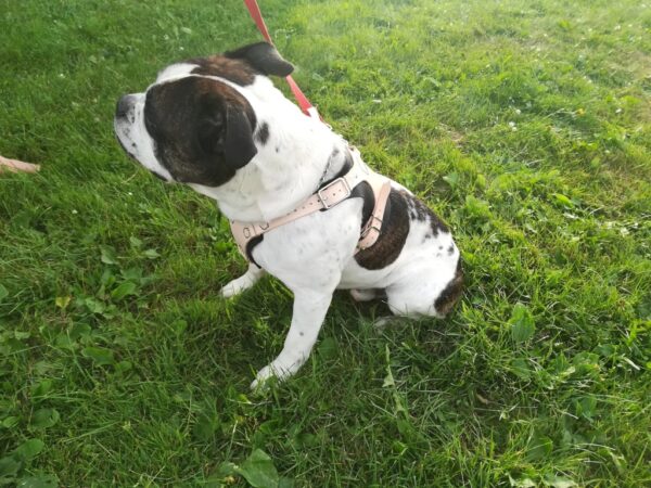 Leather Dog Harness