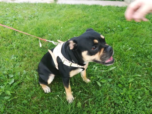 Leather Dog Harness