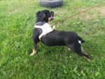 Leather Dog Harness
