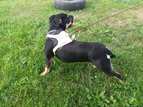 Leather Dog Harness