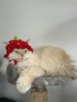 Handmade crochet strawberry Hat for cat and small dog cute style