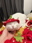 Handmade crochet strawberry Hat for cat and small dog cute style