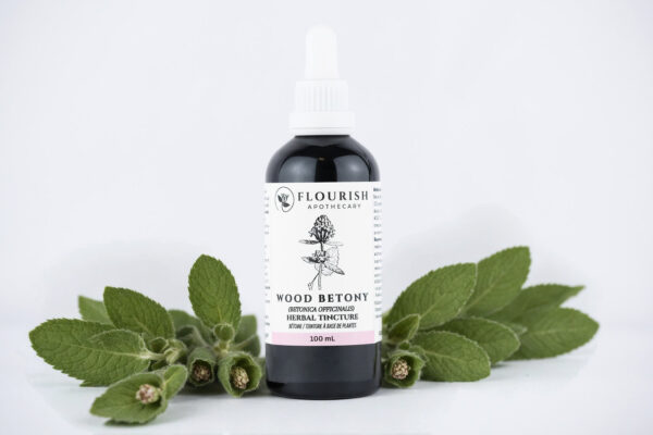Wood Betony Herbal Tincture
