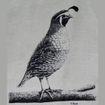 Tote - California Quail