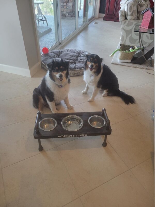 3 bowl dog bowl stand - raised dog bowl stand- Tall Dog bowl stand with stylish backsplash-Tall dog bowl stand