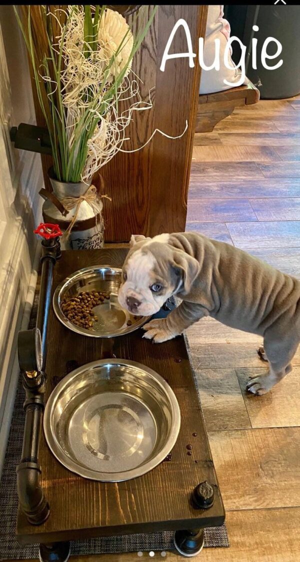 Steampunk Raised Dog Bowl Feeder: Industrial Style