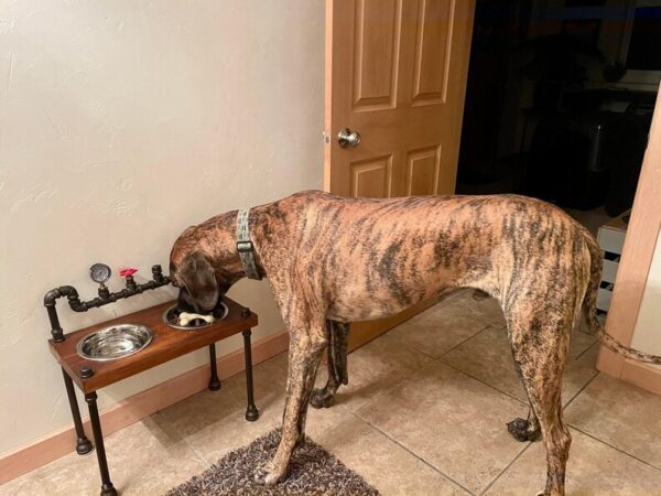 Steampunk Raised Dog Bowl Feeder: Knotty Pine, Industrial Style