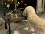 Steampunk Raised Dog Bowl Feeder: Industrial Style