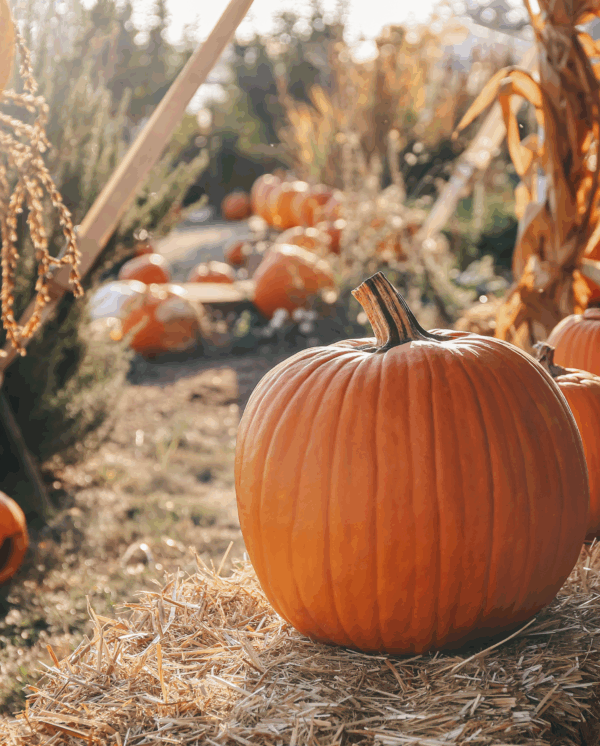 Scent-sational Pumpkin Spice Soap