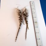 feather earrings Chinchilla real feathers natural feathers