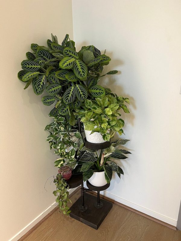 Industrial Plant Stand: 5,6 or 7 Tier Freestanding Metal Plant Holder - FREE SHIPPING