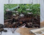 Pleated Inkcaps mushroom card