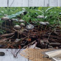 Pleated Inkcaps mushroom card