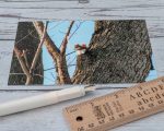 Red Squirrel with Icicle postcard
