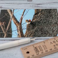 Red Squirrel Angled