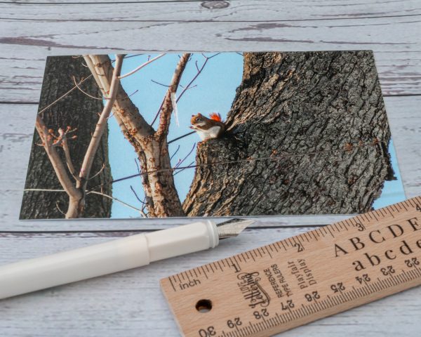 Red Squirrel with Icicle postcard