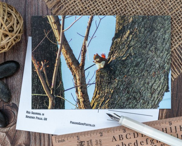 Red Squirrel with Icicle postcard